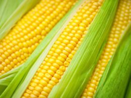 How to cook sweet corn indian style